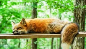 Virgo Spirit Animal: Why Is It The Fox? - Spiritual-Galaxy.com